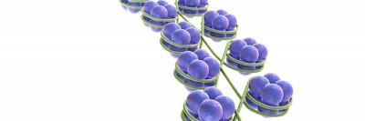 DNA wrapped around histones